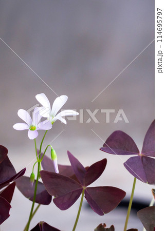 white oxalis flower with purple leaves on a gray background. Flower of happiness 114695797