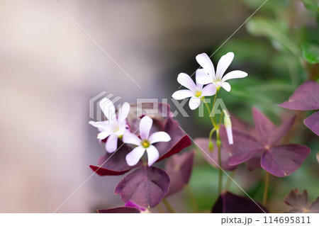 white oxalis flower with purple leaves. Flower of happiness 114695811