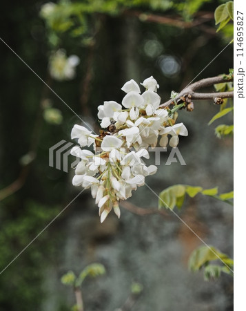 里山の白いフジの花 114695827