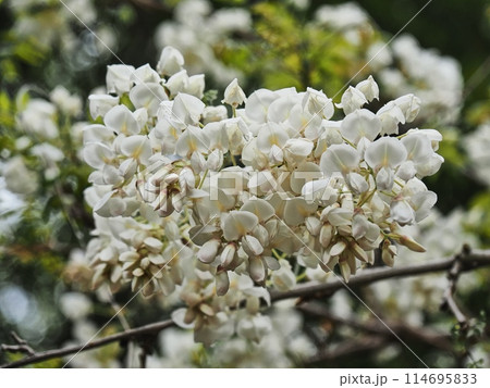 里山の白いフジの花 114695833