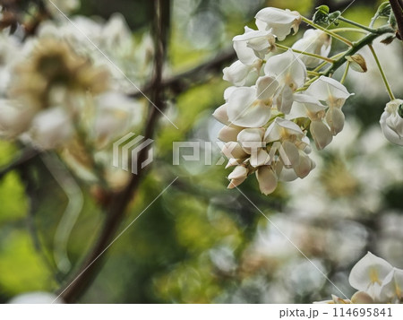 里山の白いフジの花 里山の白いフジの花 114695841
