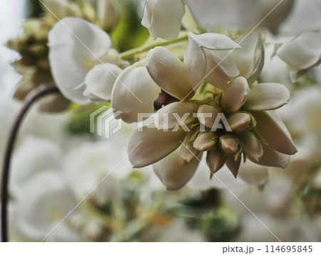 里山の白いフジの花 里山の白いフジの花 114695845