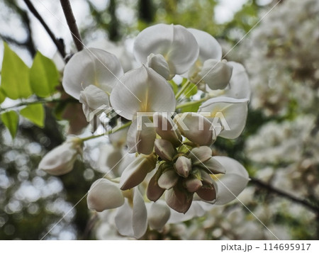 里山の白いフジの花 里山の白いフジの花 114695917