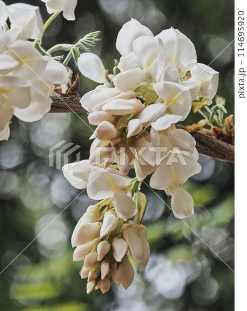 里山の白いフジの花 114695920