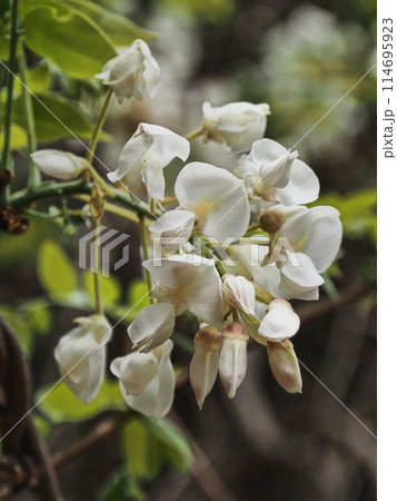 里山の白いフジの花 114695923