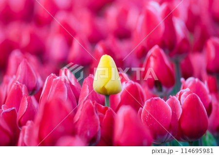 One yellow tulips between red tulips. Field. Blooming season. Colors as background One yellow tulips between red tulips. Field. Blooming season. Colors as background 114695981