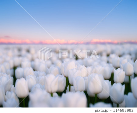 Tulips as a background. Field. Blooming season.  Colors as background and wallpaper. 114695992