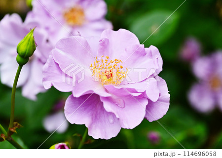 満開の青紫色の薔薇の花　ペーパームーン　神宮バラ園　伊勢神宮 114696058