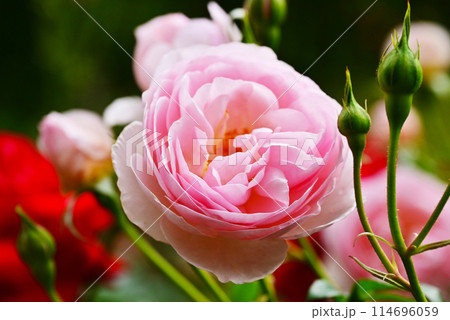 満開のピンク色の薔薇の花　ロブロイ　神宮バラ園　伊勢神宮 114696059