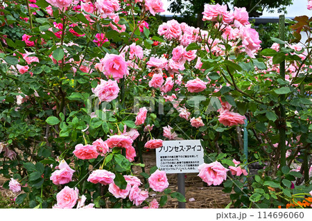満開のバラの花 プリンセスアイコ プリンセス愛子 神宮バラ園 伊勢神宮 満開のバラの花 プリンセスアイコ プリンセス愛子 神宮バラ園 伊勢神宮 114696060