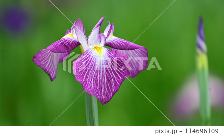 花菖蒲（ハナショウブ/Japanese iris waterdrops）雨粒付き 114696109