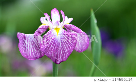 花菖蒲（ハナショウブ/Japanese iris waterdrops）雨粒付き 114696114