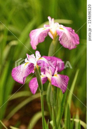 花菖蒲（ハナショウブ/Japanese iris waterdrops）雨粒付き 114696120