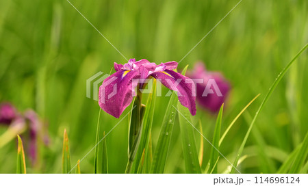 花菖蒲(ハナショウブ/Japanese iris waterdrops)雨粒付き 花菖蒲(ハナショウブ/Japanese iris waterdrops)雨粒付き 114696124