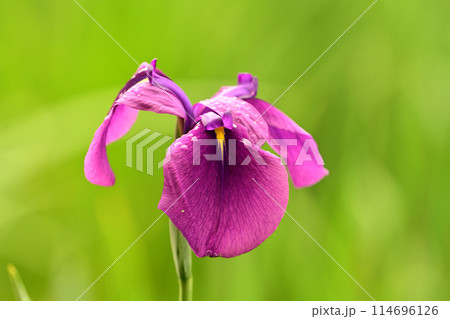 花菖蒲(ハナショウブ/Japanese iris waterdrops)雨粒付き 花菖蒲(ハナショウブ/Japanese iris waterdrops)雨粒付き 114696126