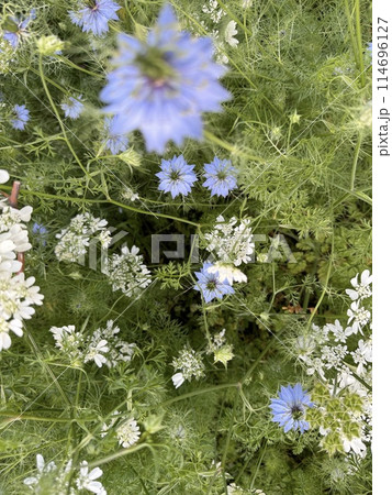 青いニゲラ花と白いコリアンダーの花 114696127