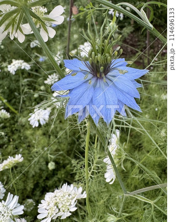 青いニゲラ花と白いコリアンダーの花 青いニゲラ花と白いコリアンダーの花 114696133
