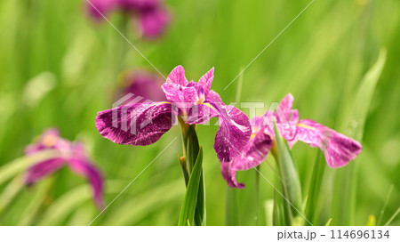花菖蒲(ハナショウブ/Japanese iris waterdrops)雨粒付き 花菖蒲(ハナショウブ/Japanese iris waterdrops)雨粒付き 114696134