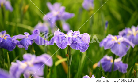 花菖蒲（ハナショウブ/Japanese iris waterdrops）雨粒付き 114696138