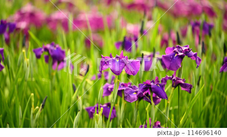 花菖蒲（ハナショウブ/Japanese iris waterdrops）雨粒付き 114696140