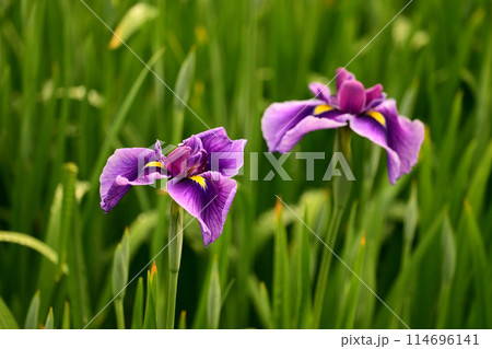 花菖蒲（ハナショウブ/Japanese iris waterdrops）雨粒付き 114696141