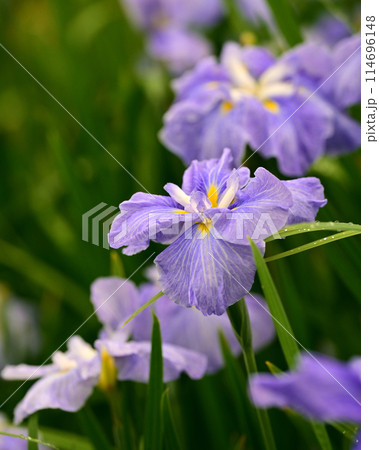 花菖蒲（ハナショウブ/Japanese iris waterdrops）雨粒付き 114696148