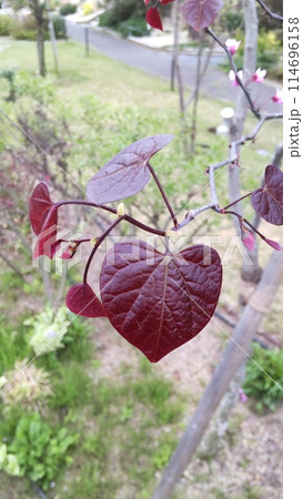 ハート型の葉アメリカハナズオウ 114696158