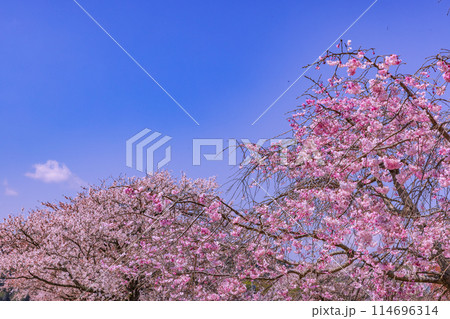 桜と青空　神奈川県 114696314