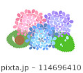 イラスト素材　紫陽花とカタツムリ 114696410