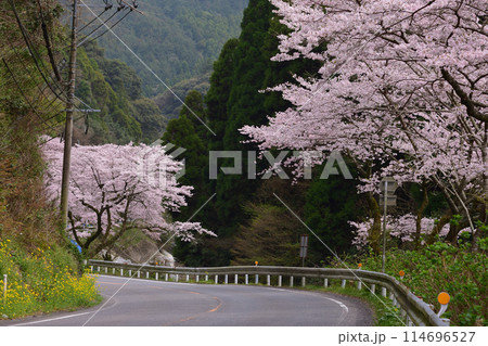 背振桜街道 背振桜街道 114696527