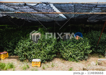 宇治の茶畑 114696668