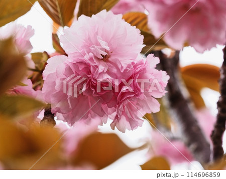 ヤエザクラ ヤエザクラ 114696859