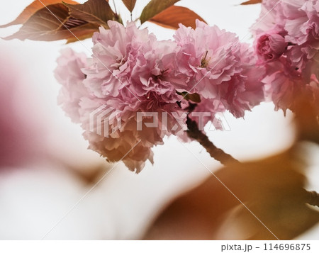 ヤエザクラ ヤエザクラ 114696875