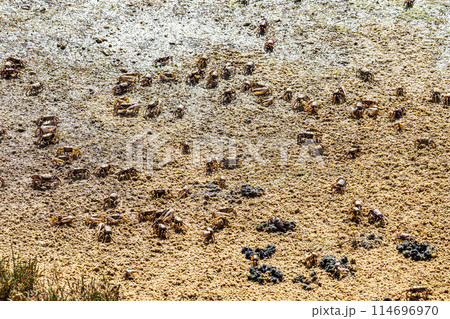 Fiddler Crab, Uca pugnax or tangeri at Ria Formosa Nature Park, Algarve. Portugal. Fiddler Crab, Uca pugnax or tangeri at Ria Formosa Nature Park, Algarve. Portugal. 114696970