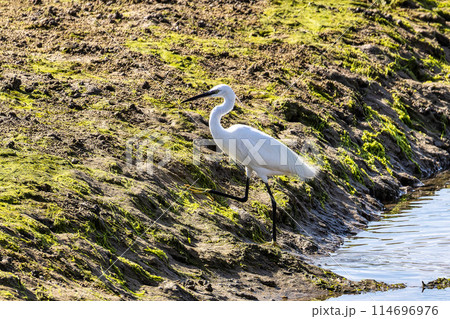 The little egret, Egretta garzetta in Ria Formosa Natural Reserve, Algarve Portugal The little egret, Egretta garzetta in Ria Formosa Natural Reserve, Algarve Portugal 114696976