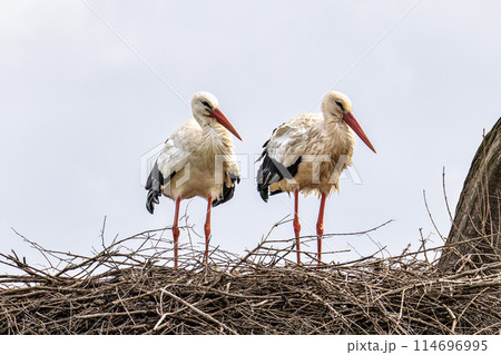 White Storks, Ciconia ciconia at Odiaxere in the Algarve region, District Faro, Portugal. 114696995