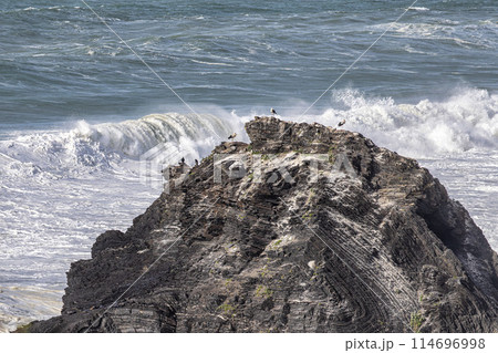 White storks in their nest on a cliff along the coastline of Odeceixe, Algarve, Portugal. 114696998