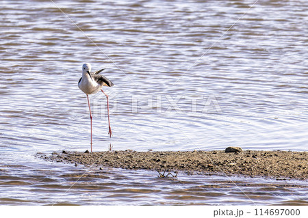 Black-winged stilt, Himantopus himantopus in Ria Formosa Natural Reserve, Algarve Portugal. 114697000
