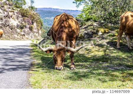 The Cachena cow in Nationalpark Peneda-Geres in North Portugal, a traditional Portuguese mountain cattle The Cachena cow in Nationalpark Peneda-Geres in North Portugal, a traditional Portuguese mountain cattle 114697009