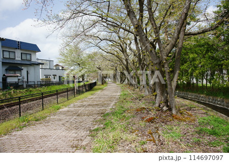秋田県小坂町旧小坂鉄道古舘桜の小道 114697097