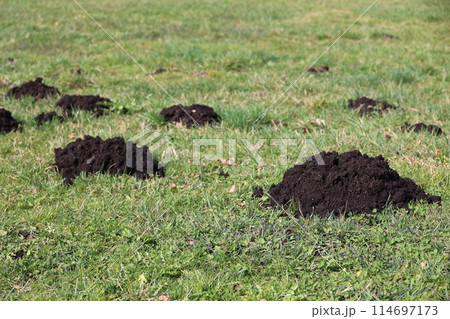 A field of grass with a few mounds of dirt 114697173