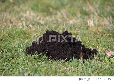 A pile of dirt is on the grass 114697239