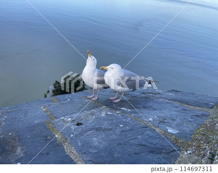 休んでいる二羽の鳥 114697311