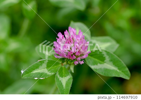 咲き始めた、アカツメクサ 114697910