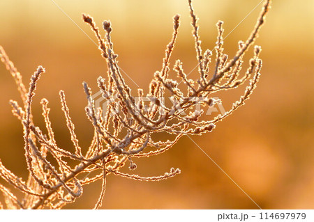 福島潟の朝 霜(新潟県) 福島潟の朝 霜(新潟県) 114697979