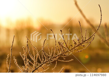 福島潟の朝　霜（新潟県） 114697980