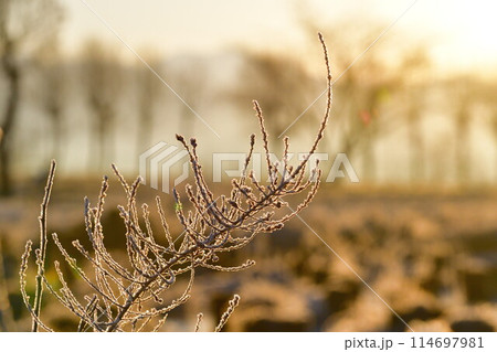 福島潟の朝 霜(新潟県) 福島潟の朝 霜(新潟県) 114697981