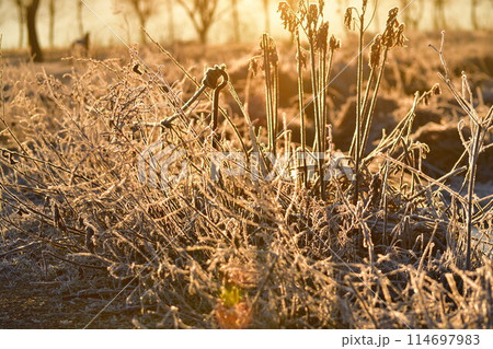 福島潟の朝　霜（新潟県） 114697983