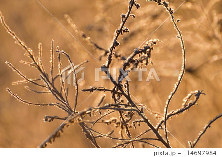 福島潟の朝　霜（新潟県） 114697984
