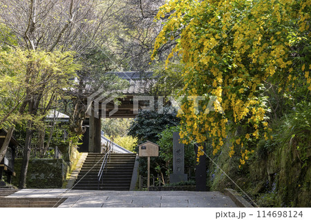 鎌倉円覚寺黄梅院の山門とヤマブキの花 114698124